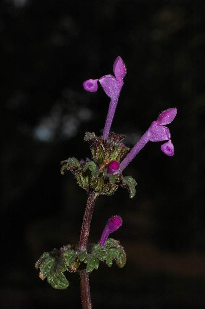 Lamium amplexicaule / Falsa-Ortica reniforme